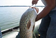 Savaitgalio trofėjai velkiaujant didele lydeka