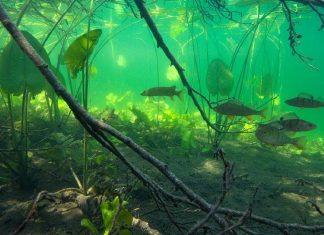 Žuvų įveisimo, į valstybinius vandens telkinius, 2014m. planas izuvinimas