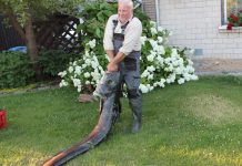 Daugavos upės didžiausi laimikiai – Šamai daugavos samai 1