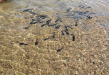 Valstybinės lėšos, skirtos žuvų ištekliams atkurti ir išsaugoti izuvinimas