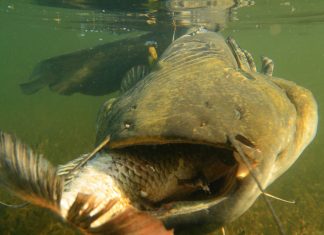 Aplinkos apsaugos agentūra tęsia žuvų išteklių gausinimą samu lydeku izuvinimas