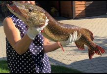 Rudeninė lydekų žvejyba 2018 – 3,12 Kg ir 5.20 Kg 2065