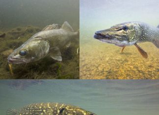 Atliktų įžuvinimo darbų apibendrinimas 2011-2015 zuvu izuvinimas