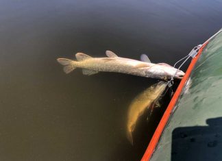 Lietuvos ežerai, žuvų fauna, žvejyba zvejyba ezeruose