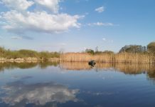 Lydekis, ežeras lydekis